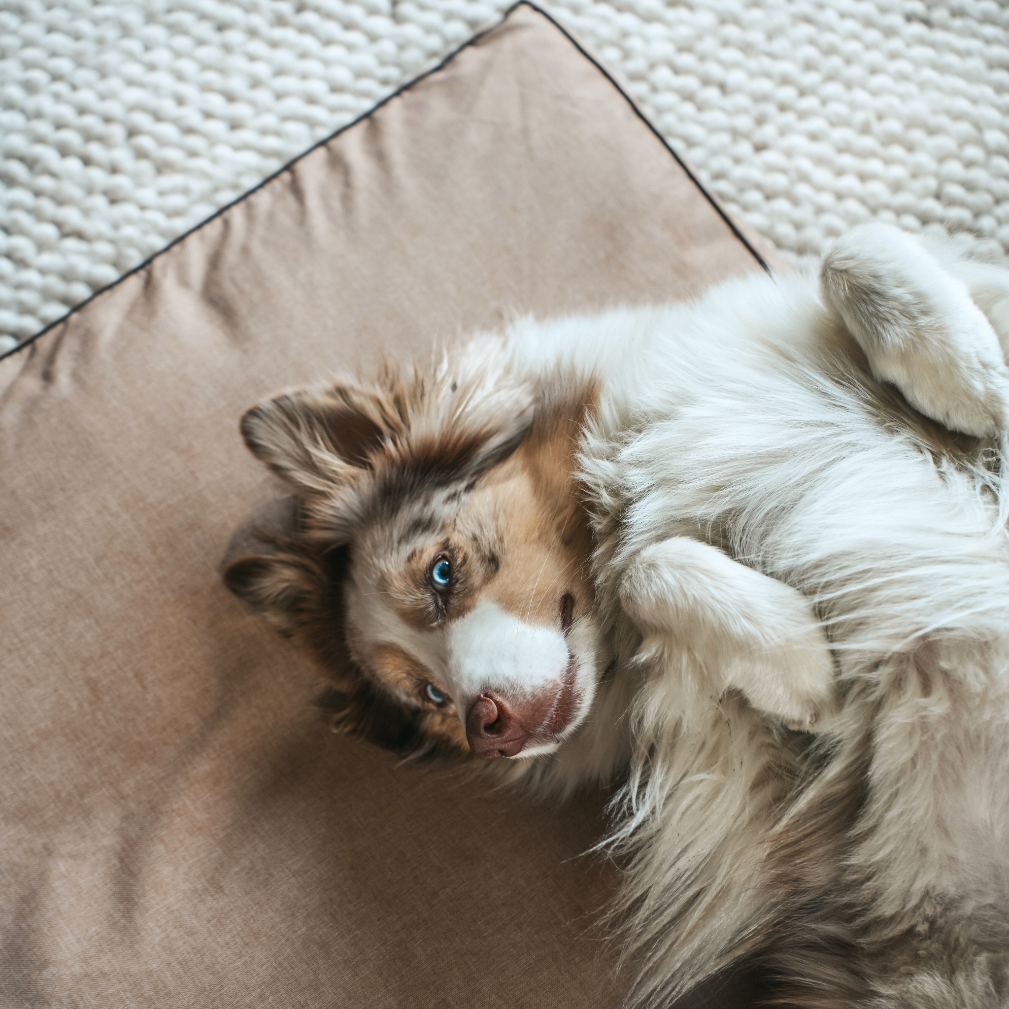 BF: Reversible pillow - bestseller