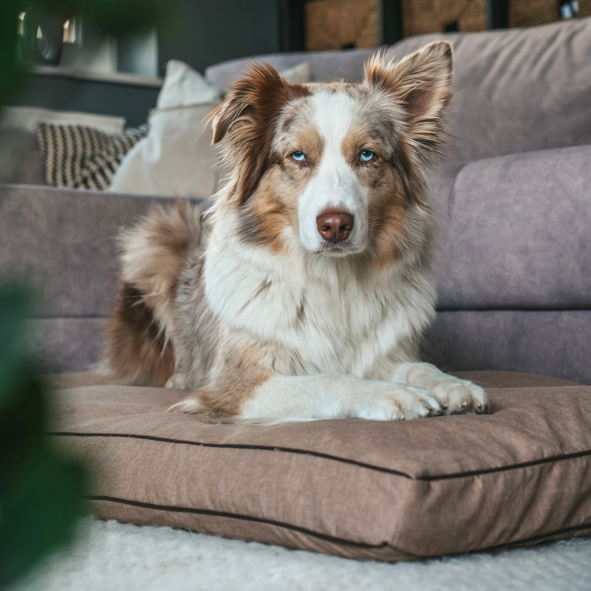 BF: Reversible pillow - bestseller